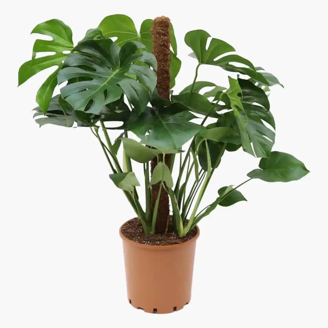 Deve Tabanı Rengi ile Doğadan İlham Alan Dayanıklı ve Şık Ayakkabı Tasarımları