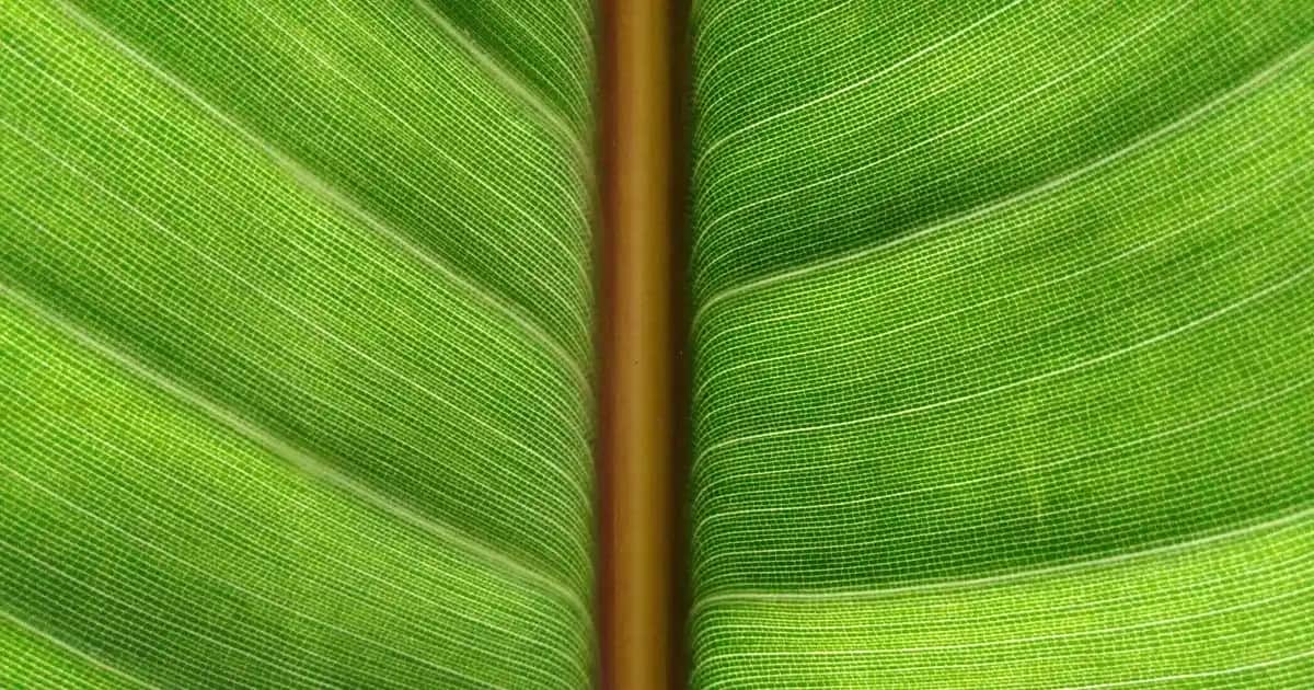 Nike Air Max Alpha Trainer 5 Spor Ayakkabısı ile Performansınızı Artırın ve Günlük Kullanımda Konfor Sağlayın